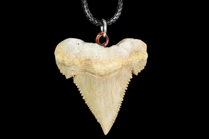 Fossil Shark (Palaeocarcharodon) Tooth Necklace -Morocco #110015